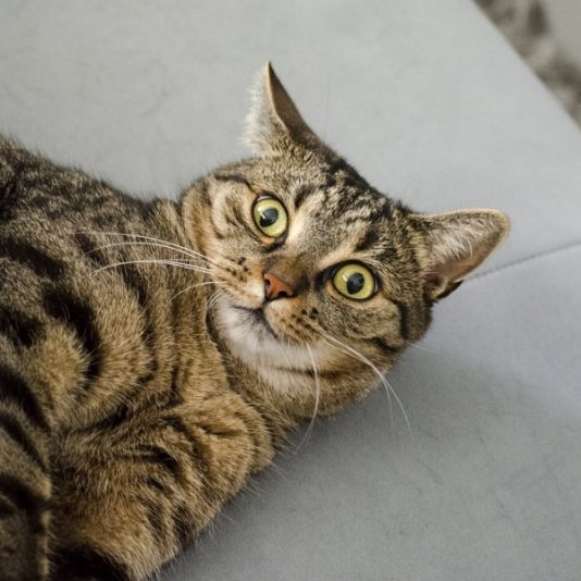 1 Gato